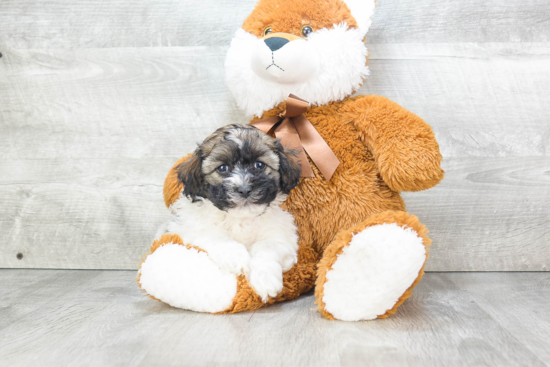 Hypoallergenic Havanese Baby