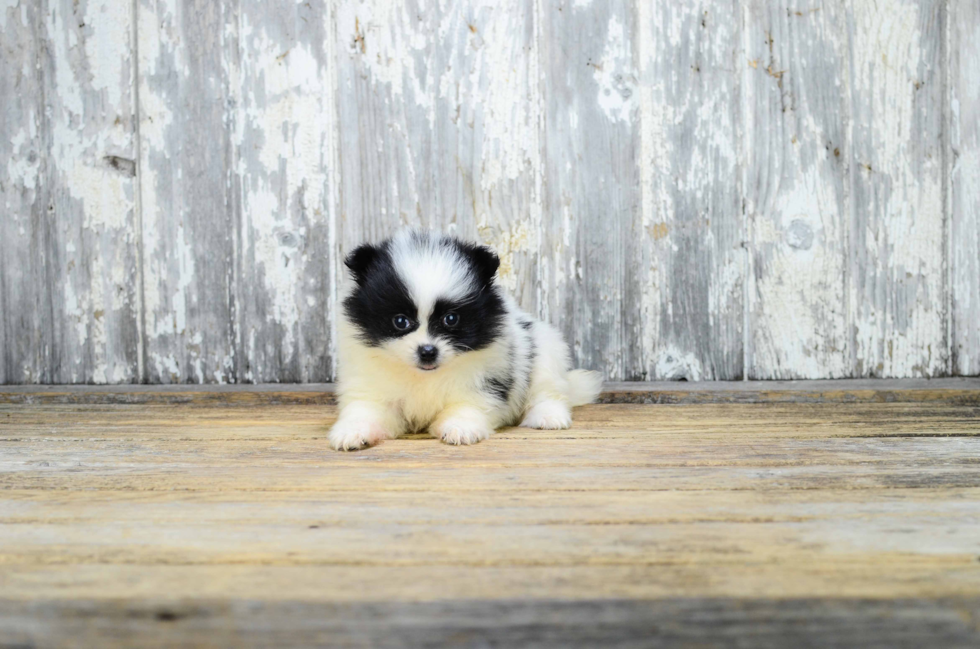 Friendly Pomeranian Baby