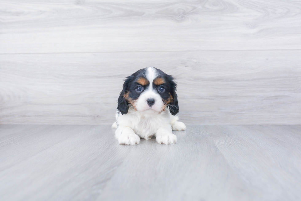 Cavalier King Charles Spaniel Pup Being Cute