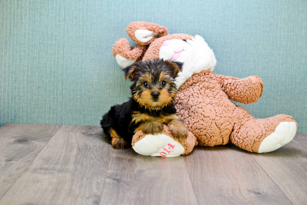 Meet Jeremy - our Yorkshire Terrier Puppy Photo 