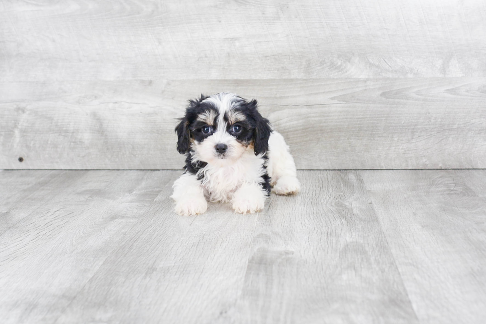 Cavachon Pup Being Cute