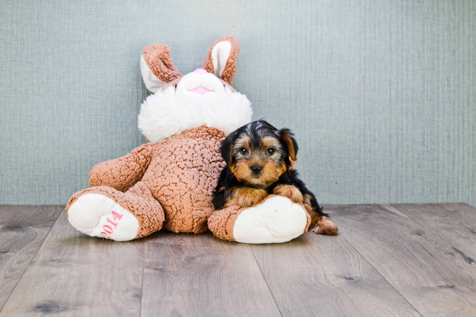 Meet Snickers - our Yorkshire Terrier Puppy Photo 