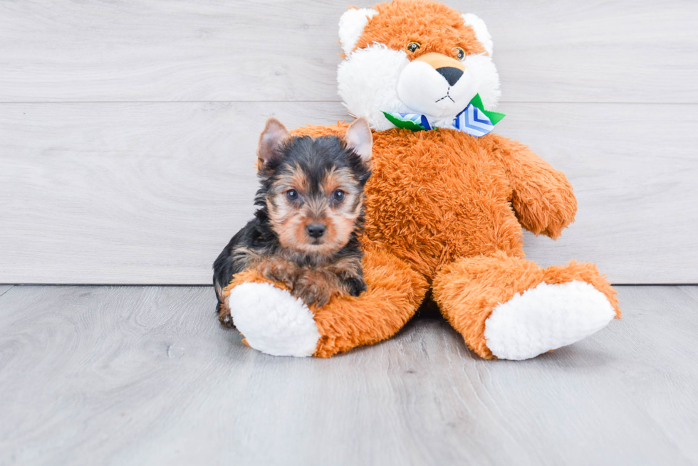 Meet Steph - our Yorkshire Terrier Puppy Photo 