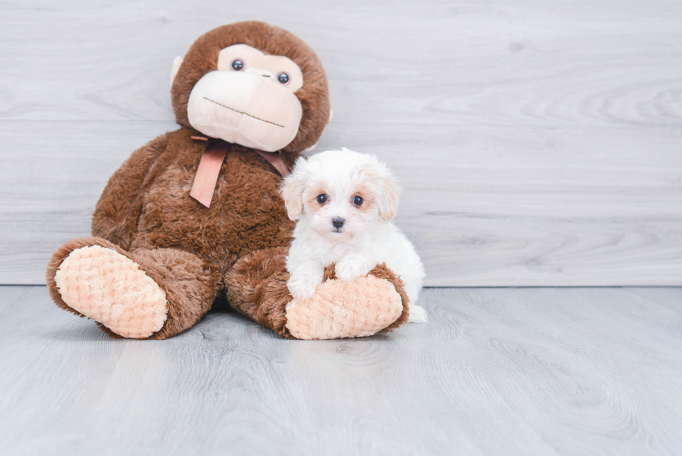 Sweet Maltipoo Baby