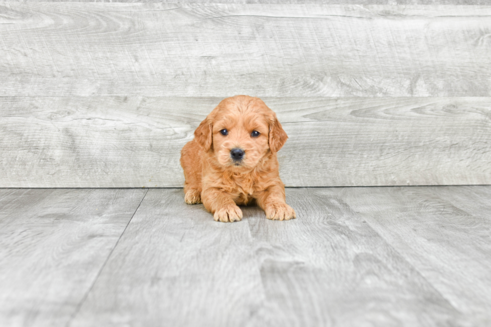 Best Mini Goldendoodle Baby