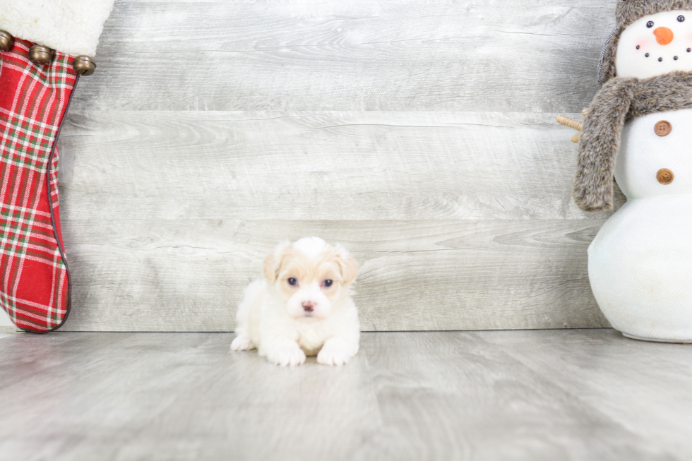 Maltipoo Puppy for Adoption