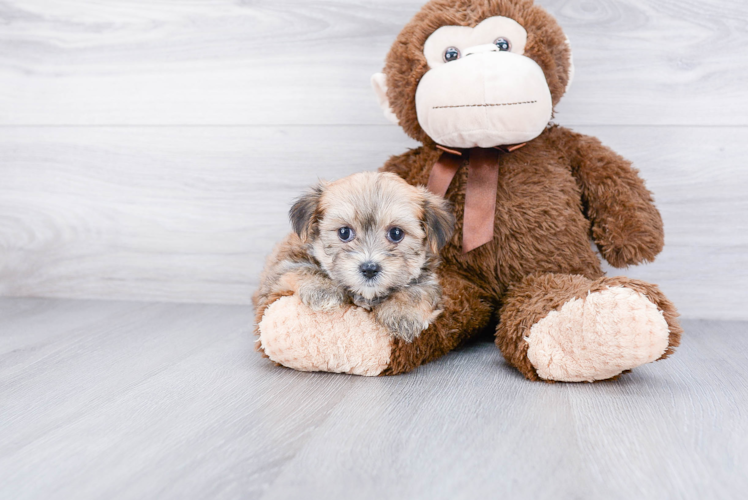 Best Shorkie Baby