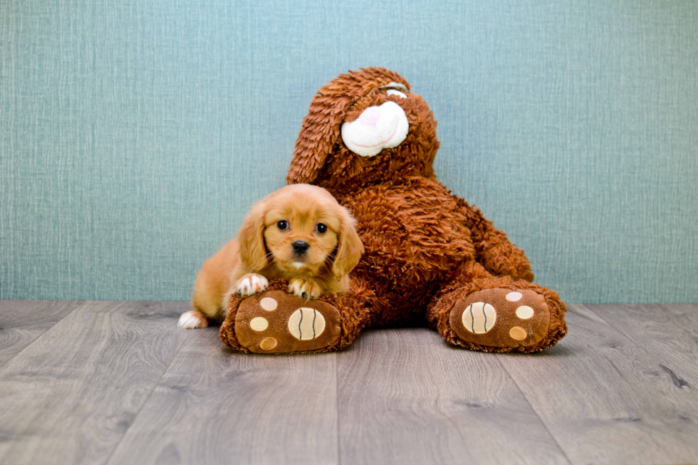 Best Cavachon Baby