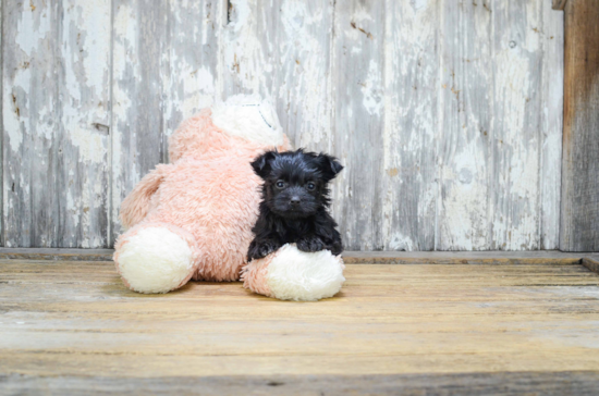 Little Yorkie Designer Puppy