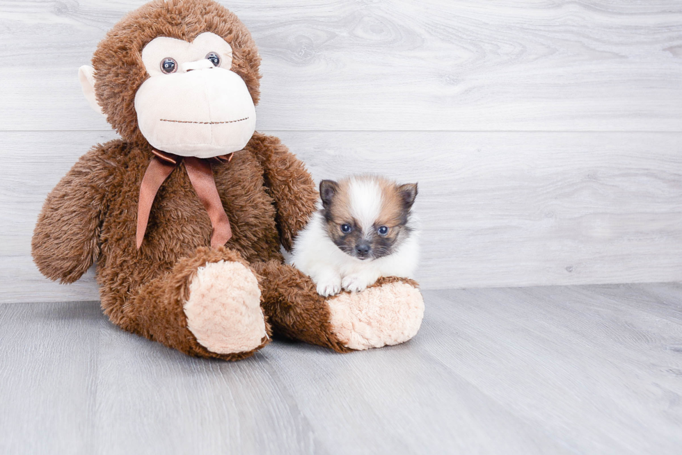 Small Pomeranian Purebred Pup