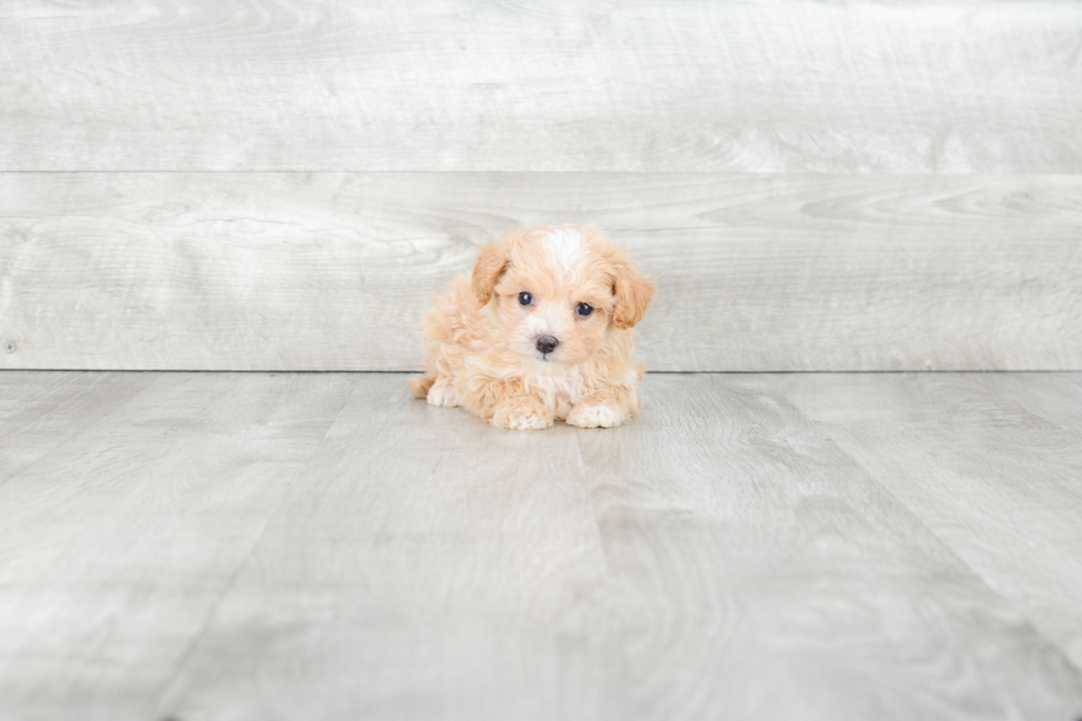 Adorable Maltese Poodle Poodle Mix Puppy