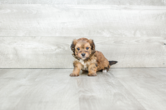 Morkie Puppy for Adoption