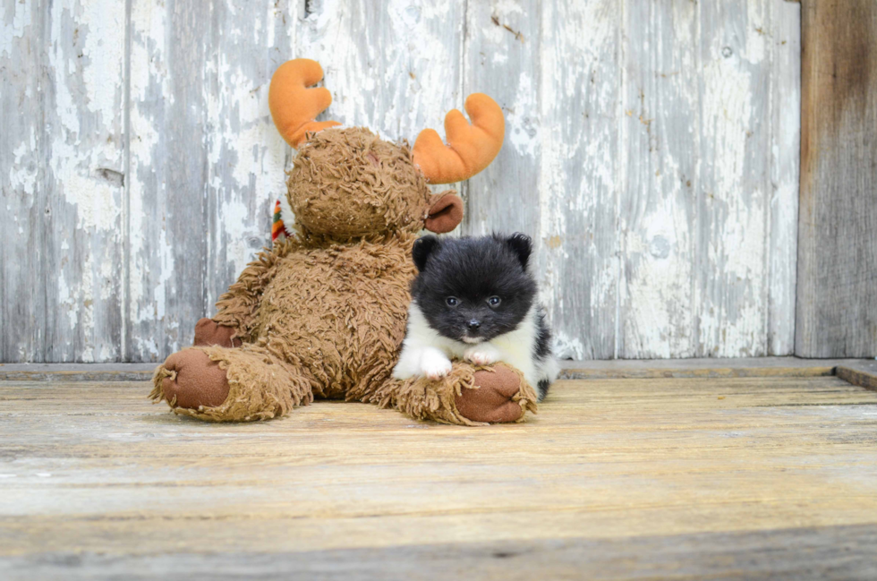 Pomeranian Pup Being Cute