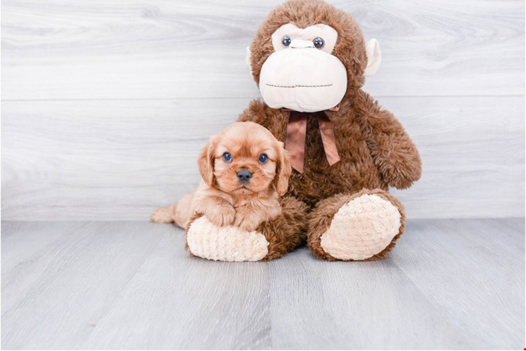 Cavalier King Charles Spaniel Puppy for Adoption