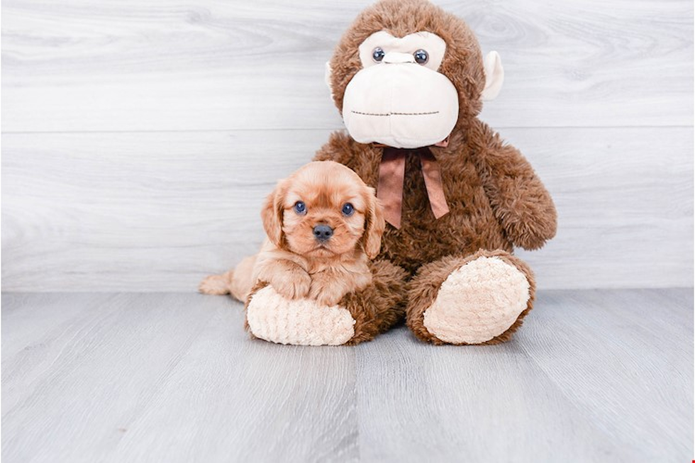 Cavalier King Charles Spaniel Puppy for Adoption