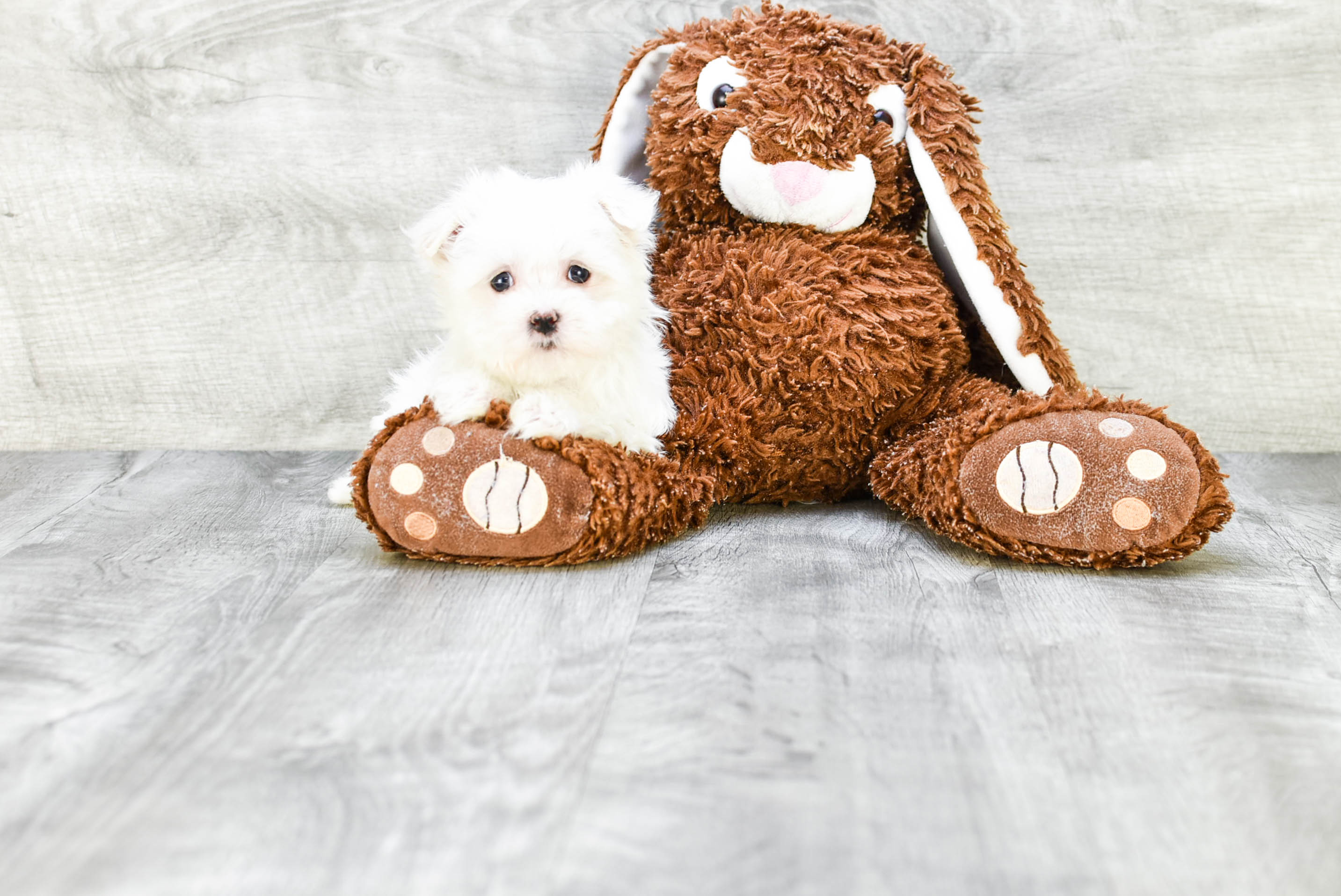 Best Maltese Baby