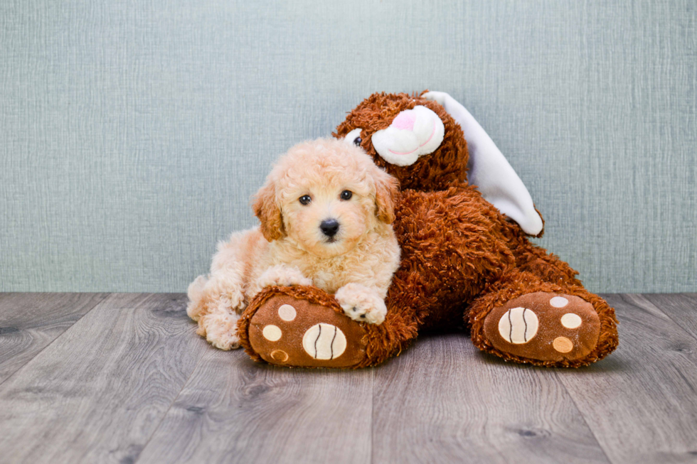 Playful Maltese Poodle Poodle Mix Puppy