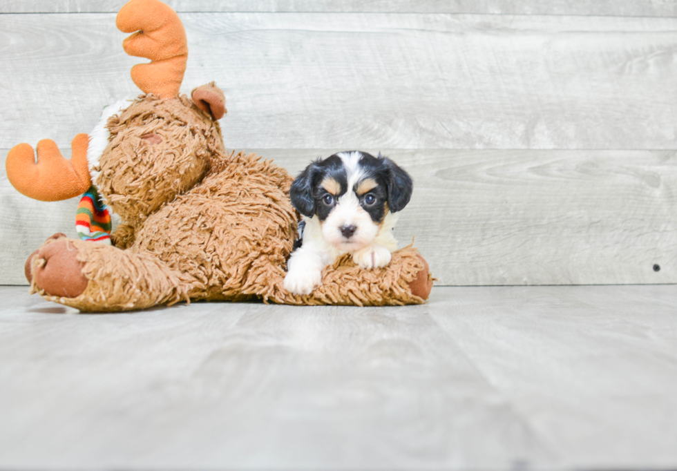 Petite Cavachon Designer Pup