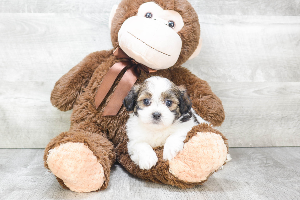 Teddy Bear Pup Being Cute