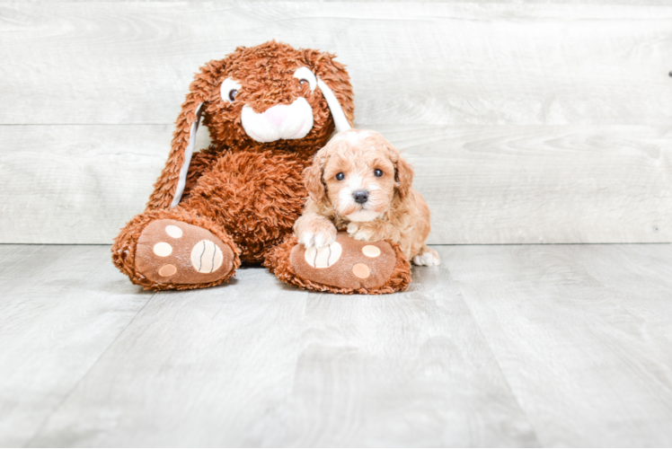 Best Cavapoo Baby