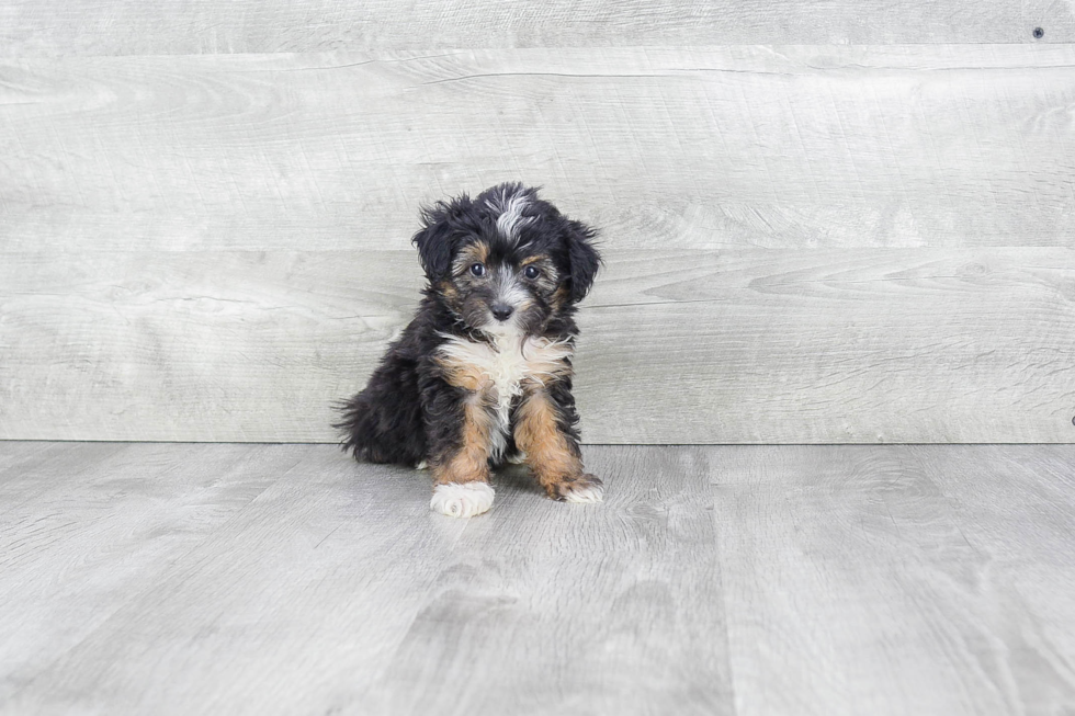 Best Mini Aussiedoodle Baby