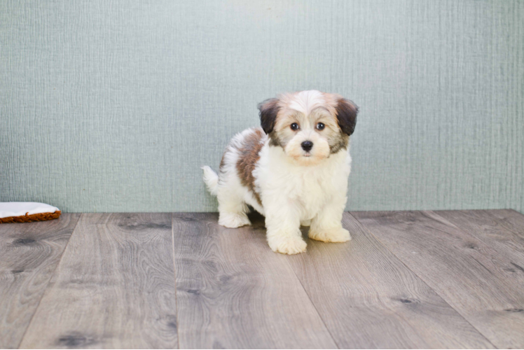 Playful Havanese Purebred Pup