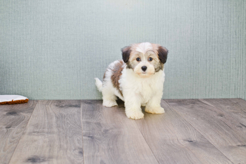 Playful Havanese Purebred Pup