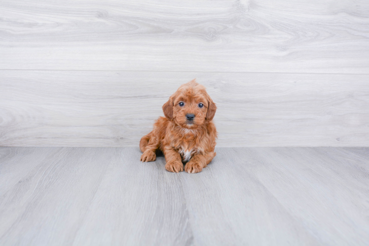 Mini Goldendoodle Puppy for Adoption