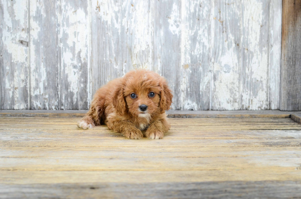 Best Cavapoo Baby