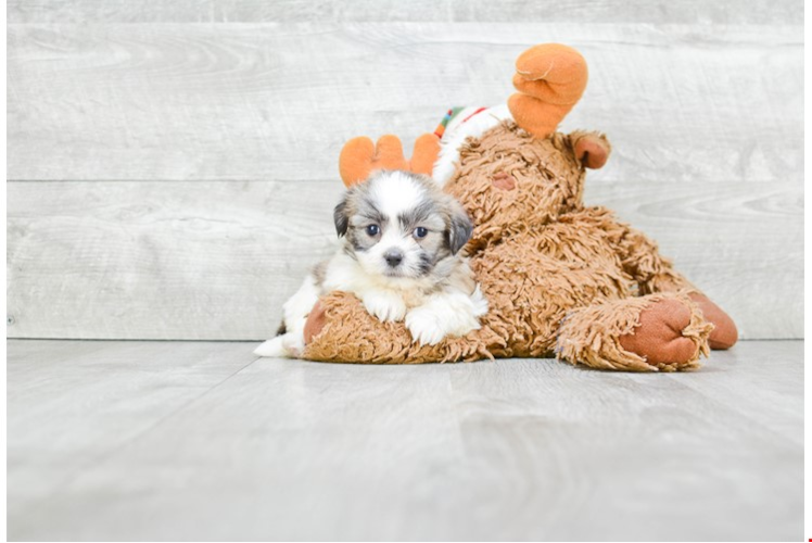 Teddy Bear Pup Being Cute