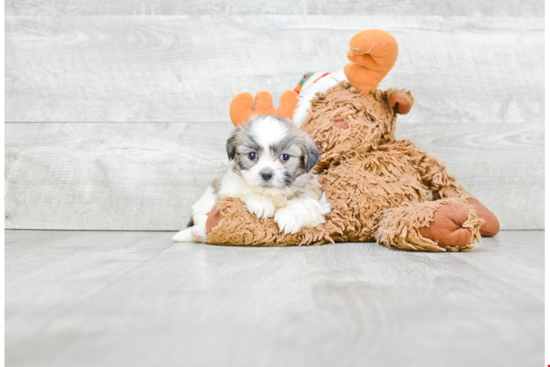 Teddy Bear Pup Being Cute