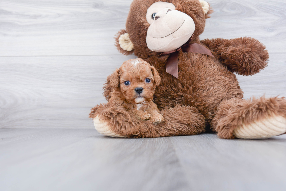 Best Cavapoo Baby