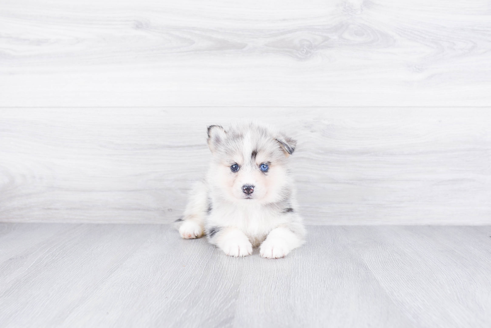 Hypoallergenic Mini Husky Designer Puppy