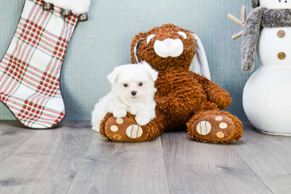 Maltese Puppy for Adoption