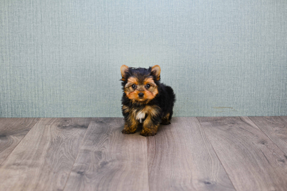 Meet Tinkerbell - our Yorkshire Terrier Puppy Photo 