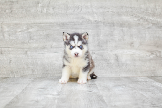 Smart Pomsky Designer Pup