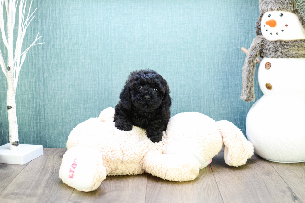 Cavapoo Pup Being Cute