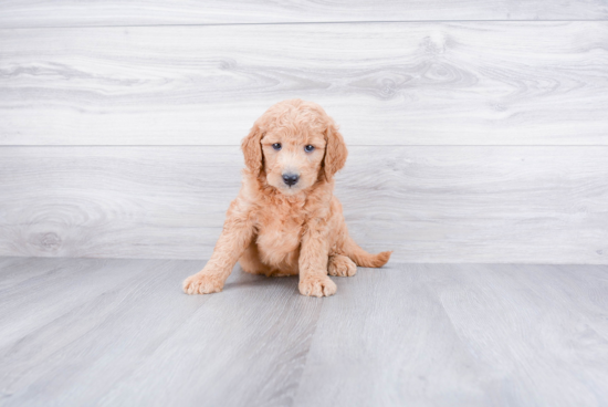 Best Mini Goldendoodle Baby