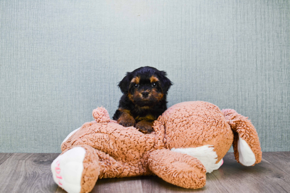 Meet Rebecca - our Yorkshire Terrier Puppy Photo 