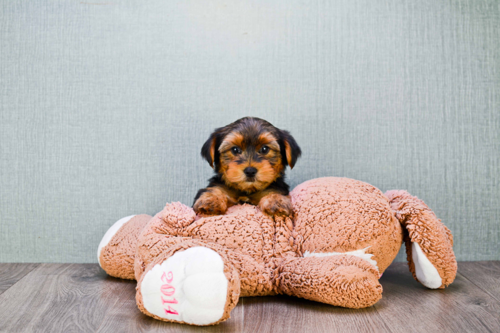 Meet Snickers - our Yorkshire Terrier Puppy Photo 