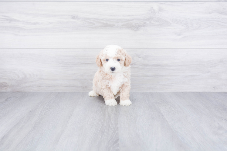 Adorable Mini Berniedoodle Poodle Mix Puppy