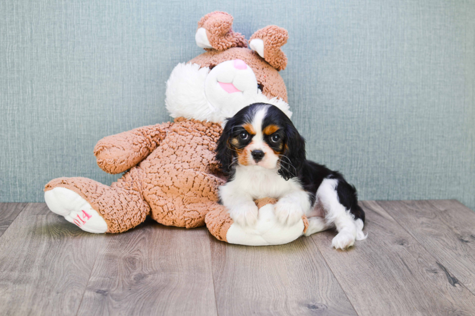 Smart Cavalier King Charles Spaniel Purebred Puppy