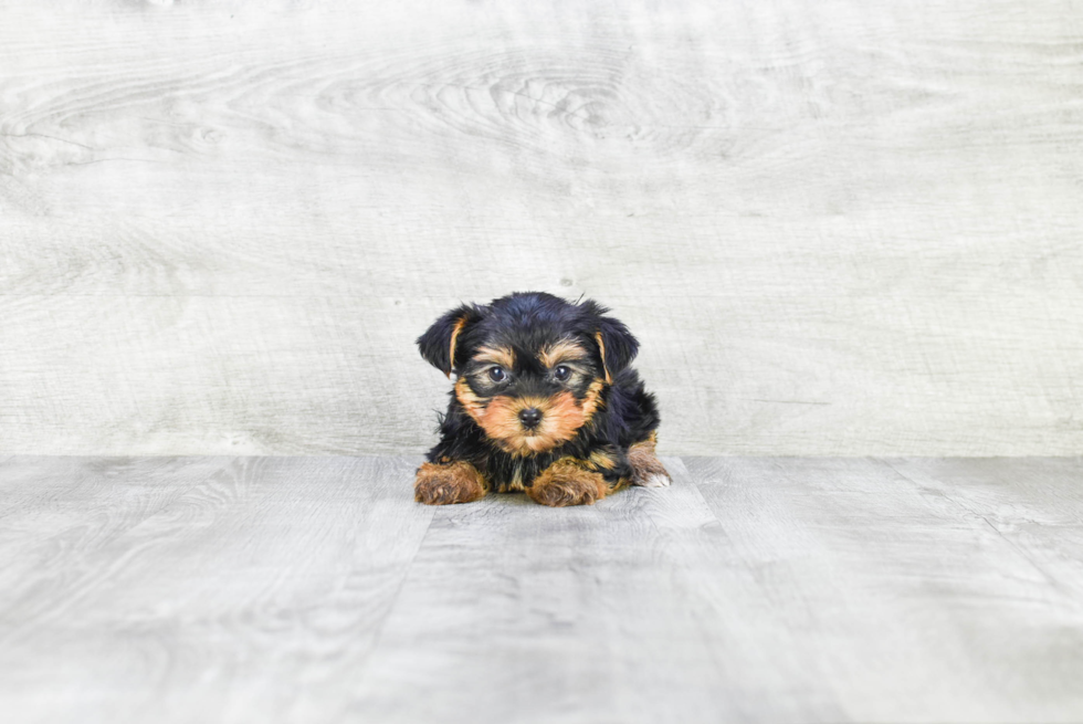 Meet Twinkle - our Yorkshire Terrier Puppy Photo 