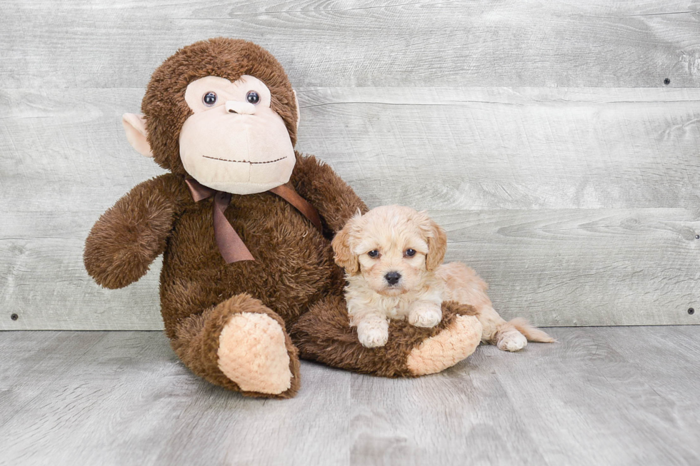 Energetic Cavoodle Poodle Mix Puppy