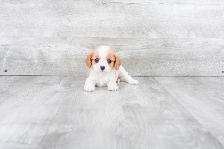 Small Cavalier King Charles Spaniel Baby