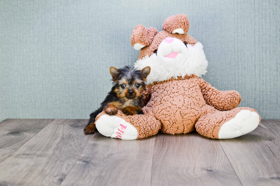 Meet Joey - our Yorkshire Terrier Puppy Photo 