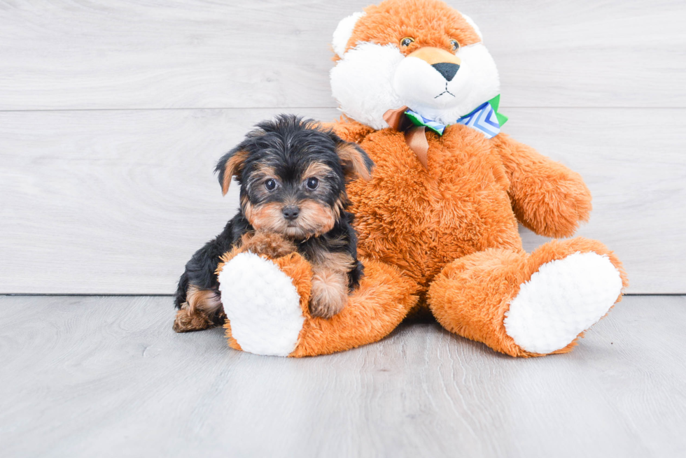 Meet Stevo - our Yorkshire Terrier Puppy Photo 