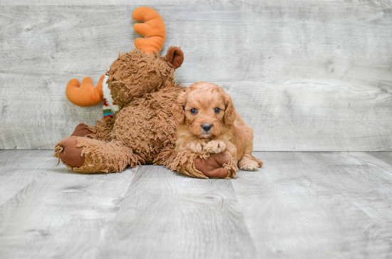 Cavapoo Pup Being Cute