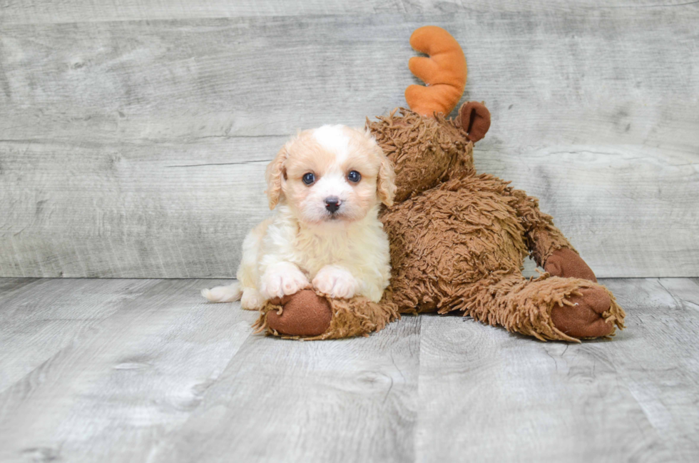 Smart Cavachon Designer Pup