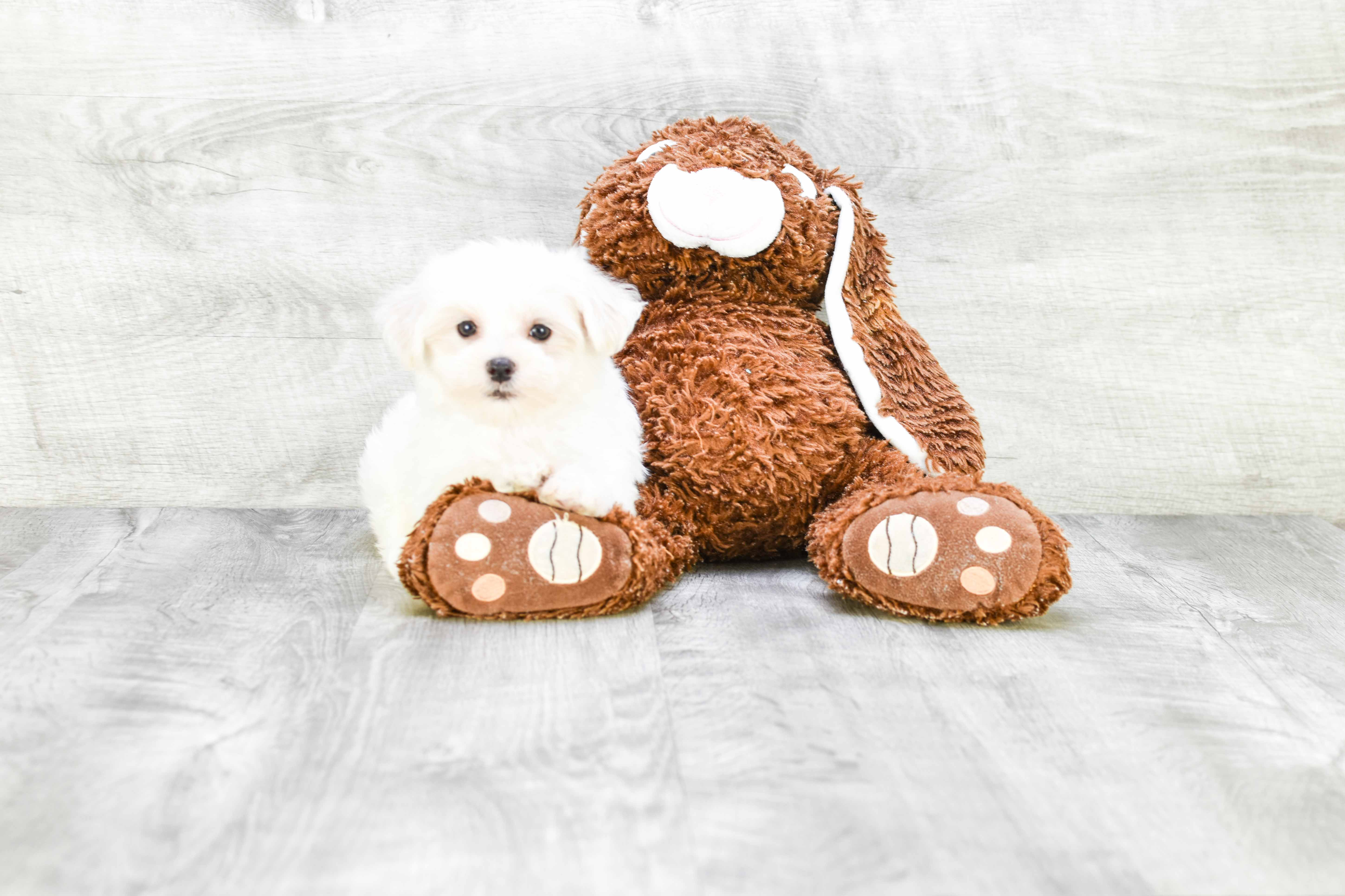 Funny Maltese Baby